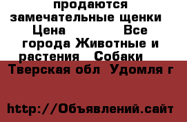 продаются замечательные щенки › Цена ­ 10 000 - Все города Животные и растения » Собаки   . Тверская обл.,Удомля г.